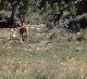 Stags